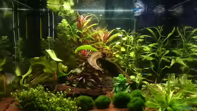 Gesellschaftsbecken von kNaLLeR