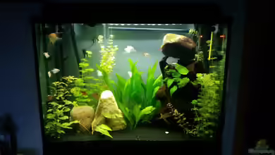 Gesellschaftsbecken von Julian Stoll