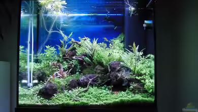 Gesellschaftsbecken von Bestandteil