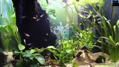 Gesellschaftsbecken von ESA_72