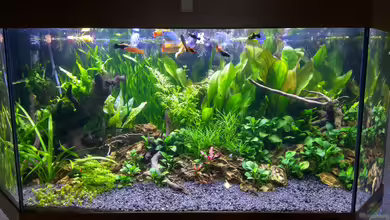 Gesellschaftsbecken von Patrick97