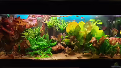 Gesellschaftsbecken von André 799215