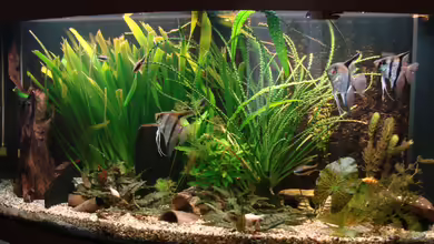 Gesellschaftsbecken von christian