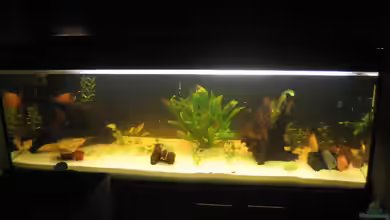 Gesellschaftsbecken von Peter Hammel