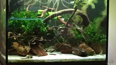 Gesellschaftsbecken(nur noch als Beispiel) von Ottche