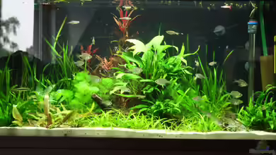 Gesellschaftsbeckern von Marcel Becker