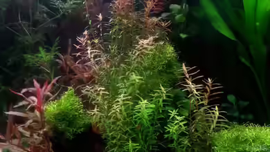 Gesellschaftsdickicht von SK Aquarienleben