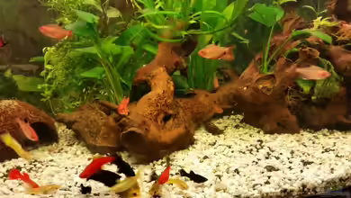 Gesellschaftstrigonal nicht mehr aktuell von CoyoteBerlin