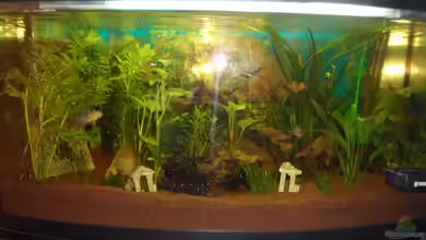 Geselschaftsbecken 112 L von McCena