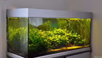 Geselschaftsbecken von Seelaender