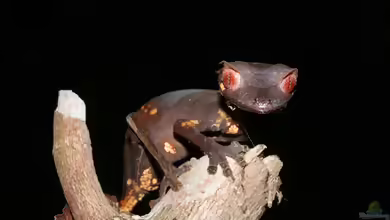 Gespenst-Plattschwanzgecko