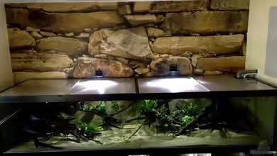 Giant and Dwarfs von Jürgen Herb