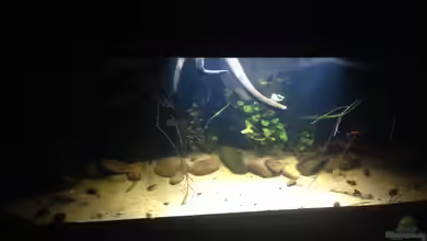 Gibt es nicht mehr. von Dominik Wexenberger