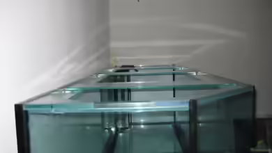Glasstege: Das ist ihre Funktion im Aquarium