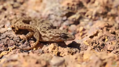 Gleadows Halbzehengecko - Hemidactylus gleadowi: Haltung, Lebensraum und Pflege im Terrarium