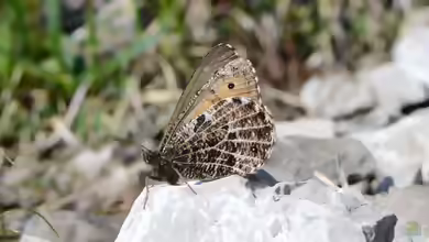 Gletscherfalter im Garten