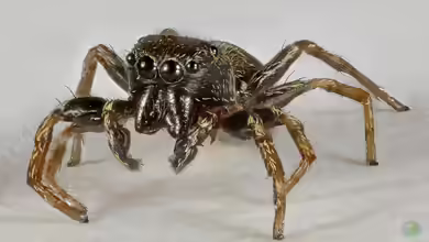 Goldaugenspringspinne im Garten