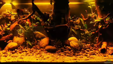 Golden River von Aquaristik NaturBegabt