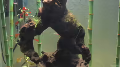 Golem im Bambuswald von Gonnos