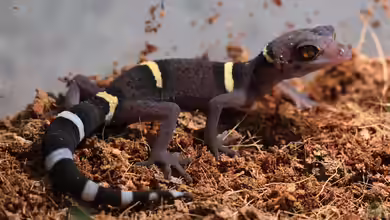 Goniurosaurus lichtenfelderi im Terrarium halten