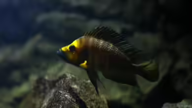 Great Lake Tanganjika von Koehler