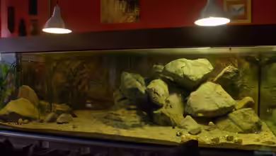 Great Rift - nur noch Beispiel von Didi