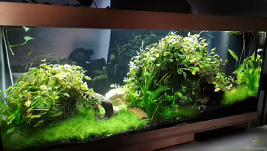 Green Caves von Radi87