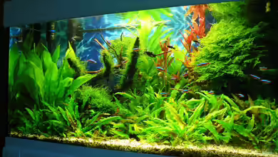 Green Forest(aufgelöst) von Der Nicky