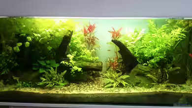 green quarry von Aquaristik-Padawan