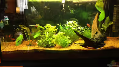 GreenParadise=) von CaptainThilo