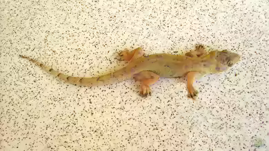 Großer Hausgecko - Hemidactylus mabouia: Haltung, Lebensraum und Pflege im Terrarium