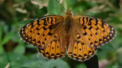 Großer Perlmutterfalter im Garten