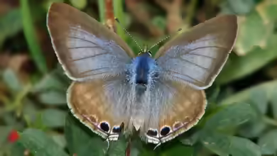 Großer Wanderbläuling im Garten