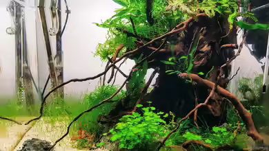 Grown Out Roots von Julia S.