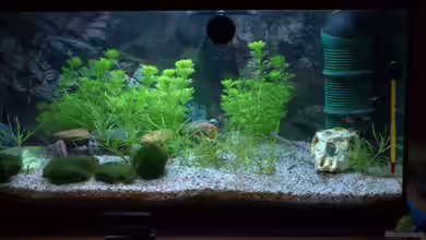 Grüne Oase (deakt) von SteB-Studio