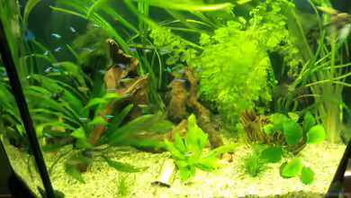 Grüne Oase existiert nur noch als Beispiel von Josef Braun