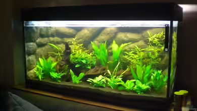 Grüne Oase von ptobias