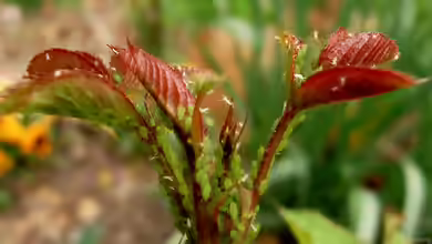 Grüne Rosenblattlaus Macrosiphum rosae: Erkennen, verstehen und schonend bekämpfen