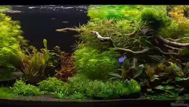 Grüne Wasserwelt von Finch