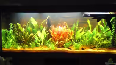 Grüner Amazonas von Misterdaddy