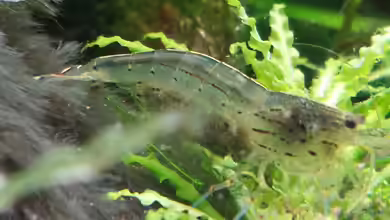 GRÜNER VERSUCH von schilli