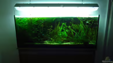 Grünes Dickicht (~aufgelöst~) von Tigerlotus