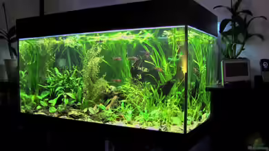 Grünes Juwel (aufgelöst) von Lixa