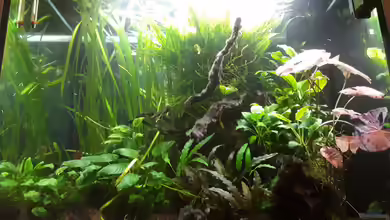 Grünes Juwel von Erwinio