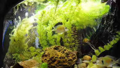 Grünes Juwel von Peter Vlasaty