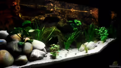 Grünes Tanganjika von Enis Caliskan