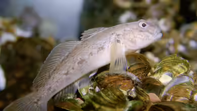 Grundeln im Aquarium: Faszinierende Bodenbewohner mit Charakter