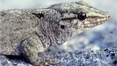 Günthers Taggecko - Phelsuma guentheri: Haltung, Lebensraum und Pflege im Terrarium