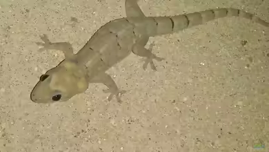 Günthers Zwerggecko - Lygodactylus miops: Haltung, Lebensraum und Pflege im Terrarium
