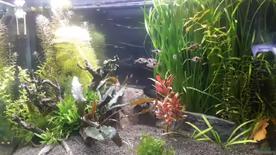 Gundel und Gause's Zuhause von Glücksscherbe